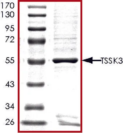 Sigma-Aldrich TSSK3, GST tagged human，重组体，在杆状病毒感染的Sf 9细胞中表达，≥70%（SDS-PAGE），甘油缓冲水溶液