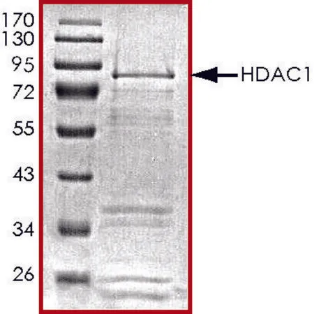 Sigma-Aldrich HDAC1, active, GST tagged human,重组体,在杆状病毒感染的Sf 9细胞中表达,≥70%(SDS-PAGE),甘油缓冲水溶液