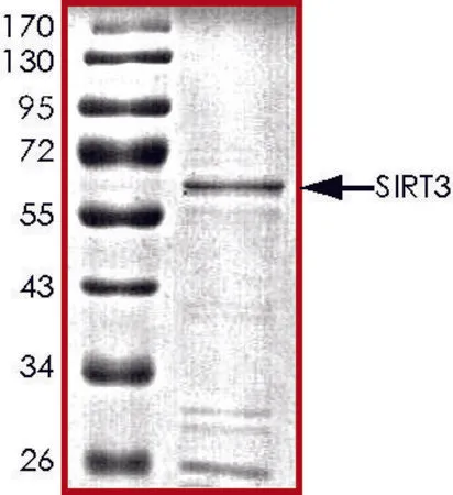 Sigma-Aldrich SIRT3, active, GST tagged human,重组体,在杆状病毒感染的Sf 9细胞中表达,≥70%(SDS-PAGE),甘油缓冲水溶液