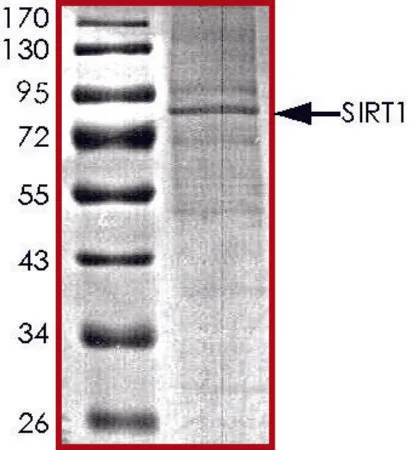 Sigma-Aldrich SIRT1, active, His tagged human,重组体,在杆状病毒感染的Sf 9细胞中表达,≥70%(SDS-PAGE),甘油缓冲水溶液