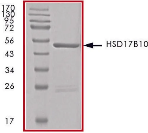 Sigma-Aldrich HSD17B10, GST tagged human，重组体，在杆状病毒感染的Sf 9细胞中表达，≥70%（SDS-PAGE），甘油缓冲水溶液