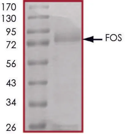 Sigma-Aldrich FOS, GST tagged human,重组体,在杆状病毒感染的Sf 9细胞中表达,≥70%(SDS-PAGE),甘油缓冲水溶液