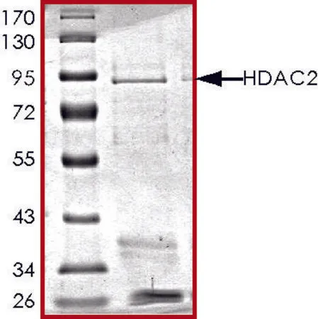 Sigma-Aldrich HDAC2, active, GST tagged human,重组体,在杆状病毒感染的Sf 9细胞中表达,≥70%(SDS-PAGE),甘油缓冲水溶液