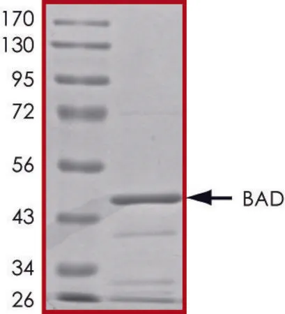 Sigma-Aldrich BAD, GST tagged human，重组体，在杆状病毒感染的Sf 9细胞中表达，≥70%（SDS-PAGE），甘油缓冲水溶液