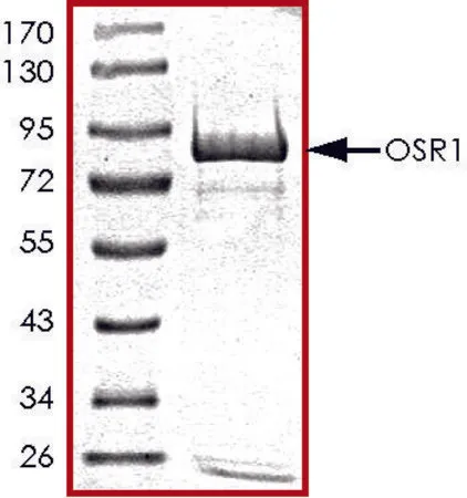 Sigma-Aldrich OSR1, GST tagged human,重组体,在杆状病毒感染的Sf 9细胞中表达,≥70%(SDS-PAGE),甘油缓冲水溶液