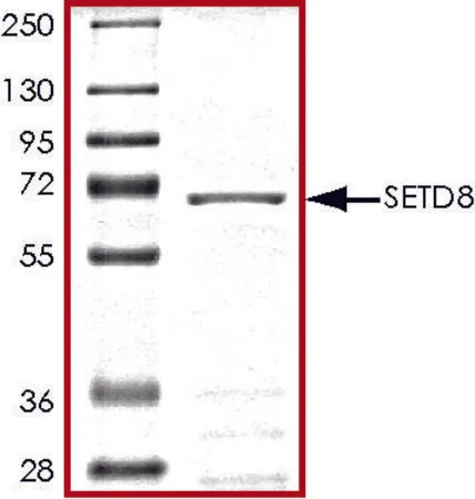 Sigma-Aldrich SETD8, GST tagged human，重组体，在杆状病毒感染的Sf 9细胞中表达，≥70%（SDS-PAGE），甘油缓冲水溶液