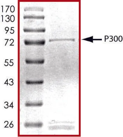 Sigma-Aldrich P300 (1283-1673), GST tagged human，重组体，在杆状病毒感染的Sf 9细胞中表达，≥70%（SDS-PAGE），甘油缓冲水溶液