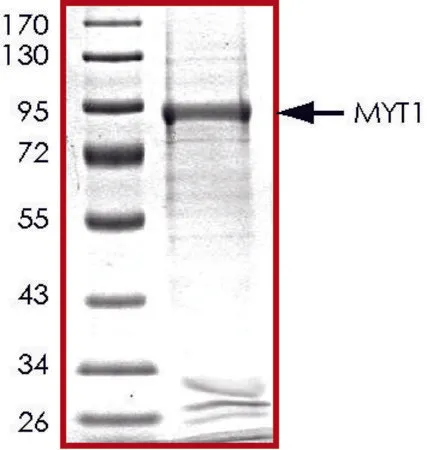 Sigma-Aldrich MYT1, GST tagged human，重组体，在杆状病毒感染的Sf 9细胞中表达，≥70%（SDS-PAGE），甘油缓冲水溶液