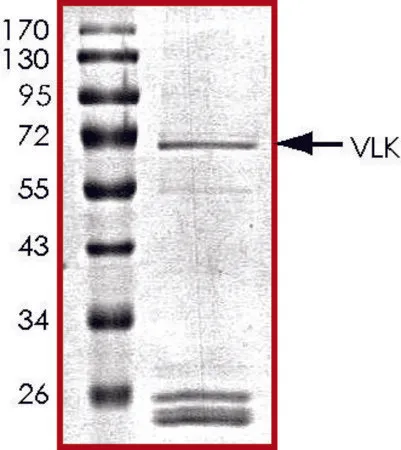 Sigma-Aldrich VLK, GST tagged human,重组体,在杆状病毒感染的Sf 9细胞中表达,≥70%(SDS-PAGE),甘油缓冲水溶液