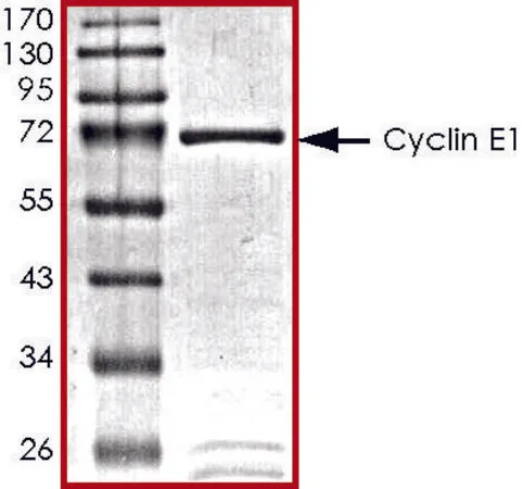 Sigma-Aldrich CyclinE1, GST tagged human,重组体,在杆状病毒感染的Sf 9细胞中表达,≥70%(SDS-PAGE),甘油缓冲水溶液