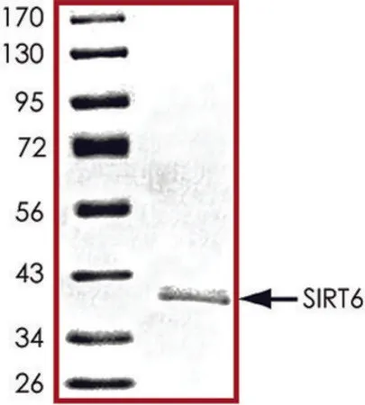 Sigma-Aldrich SIRT6, active, His tagged human,重组体,在杆状病毒感染的Sf 9细胞中表达,≥70%(SDS-PAGE),甘油缓冲水溶液