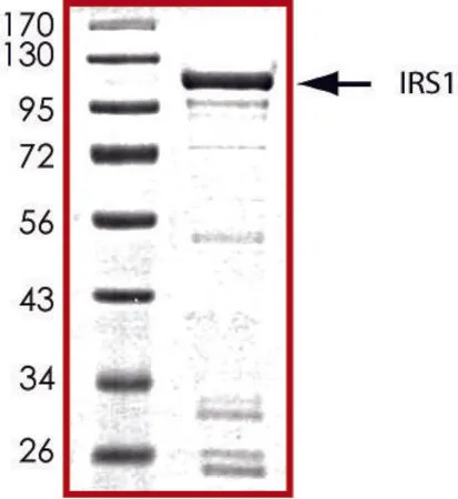 Sigma-Aldrich IRS1 (600-1245), GST tagged human,重组体,在杆状病毒感染的Sf 9细胞中表达,≥70%(SDS-PAGE),甘油缓冲水溶液