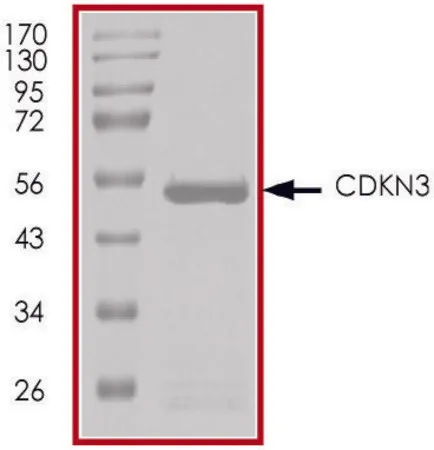 Sigma-Aldrich CDKN3, GST tagged human,重组体,在杆状病毒感染的Sf 9细胞中表达,≥70%(SDS-PAGE),甘油缓冲水溶液