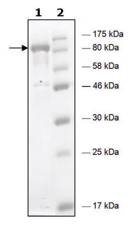 Sigma-Aldrich HDAC6 H216A human,重组,在杆状病毒感染的Sf 9细胞中表达,≥75%(SDS-PAGE)