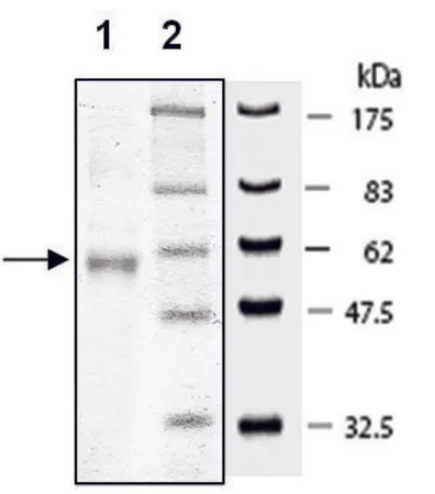 Sigma-Aldrich Flt3 active human，重组，在杆状病毒感染的Sf 9细胞中表达，≥80%（SDS-PAGE）