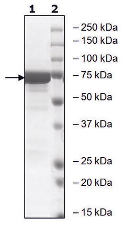 Sigma-Aldrich GSK3β，活性，人，重组，在杆状病毒感染的Sf 9细胞中表达，≥80%（SDS-PAGE）