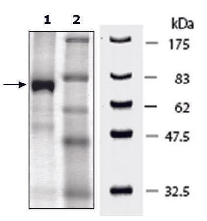 Sigma-Aldrich JMJD6 human，重组，在杆状病毒感染的Sf 9细胞中表达，≥80%（SDS-PAGE）