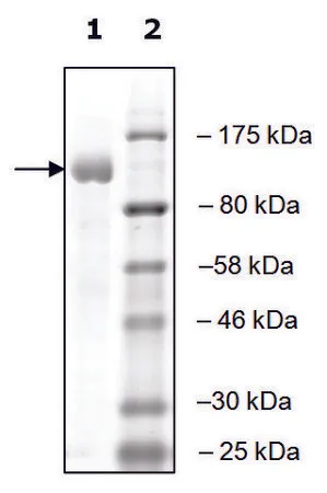 Sigma-Aldrich UBE1 active human,重组,在杆状病毒感染的Sf 9细胞中表达,≥80%(SDS-PAGE)