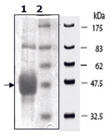 Sigma-Aldrich EphB2 active human,重组,在杆状病毒感染的Sf 9细胞中表达,≥80%(SDS-PAGE)