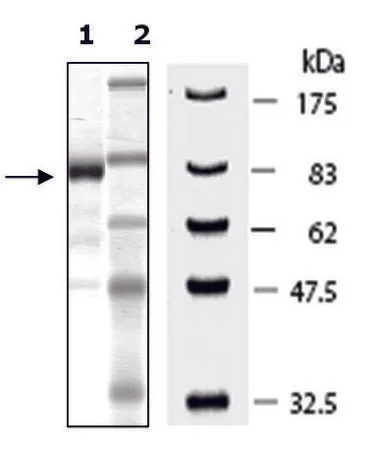 Sigma-Aldrich PRMT7 human,重组,在杆状病毒感染的Sf 9细胞中表达,≥80%(SDS-PAGE)