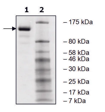 Sigma-Aldrich JARID1A human,重组,在杆状病毒感染的Sf 9细胞中表达,≥80%(SDS-PAGE)