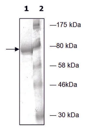 Sigma-Aldrich PDE4D2 active human，重组，在杆状病毒感染的Sf 9细胞中表达，≥80%（SDS-PAGE）