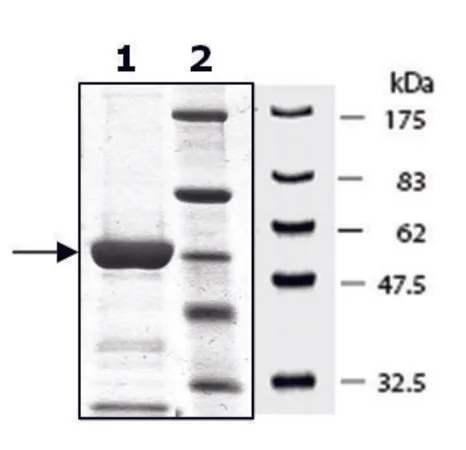 Sigma-Aldrich MKK6 active human,重组,在杆状病毒感染的Sf 9细胞中表达,≥80%(SDS-PAGE)
