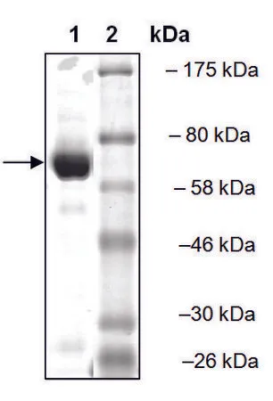Sigma-Aldrich TDP2 active human,重组,在杆状病毒感染的Sf 9细胞中表达,≥87%(SDS-PAGE)