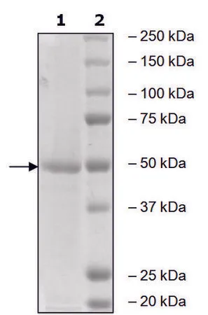 Sigma-Aldrich Aurora Kinase A active human，重组，在杆状病毒感染的Sf 9细胞中表达，≥90%（SDS-PAGE）