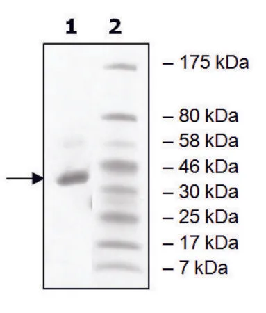 Sigma-Aldrich PRMT8 human，重组，在杆状病毒感染的Sf 9细胞中表达，≥90%（SDS-PAGE）