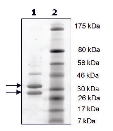 Sigma-Aldrich CDK4/活性人细胞周期蛋白 D1,重组,在杆状病毒感染的Sf 9细胞中表达,≥90%(SDS-PAGE)