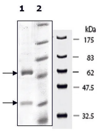 Sigma-Aldrich DNMT3A/DNMT3L,活性,人,重组,在杆状病毒感染的Sf 9细胞中表达,≥90%(SDS-PAGE)