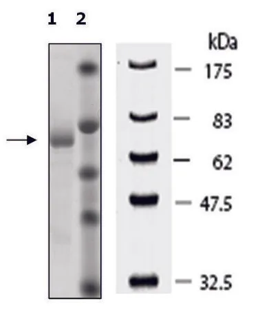 Sigma-Aldrich Tankyrase 2 active human，重组，在杆状病毒感染的Sf 9细胞中表达，≥90%（SDS-PAGE）