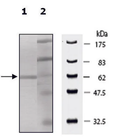 Sigma-Aldrich JMJD2D active human,重组,在杆状病毒感染的Sf 9细胞中表达,≥90%(SDS-PAGE)