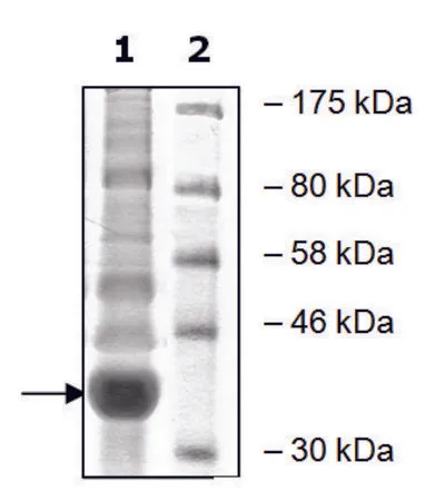 Sigma-Aldrich WDR5 human,重组,在杆状病毒感染的Sf 9细胞中表达,≥90%(SDS-PAGE)