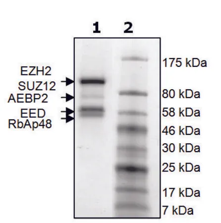 Sigma-Aldrich EZH2 /EED/SUZ12/RbAp48/AEBP2 human，重组，在杆状病毒感染的Sf 9细胞中表达，≥90%（SDS-PAGE）