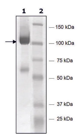 Sigma-Aldrich FES active human，重组，在杆状病毒感染的Sf 9细胞中表达，≥90%（SDS-PAGE）