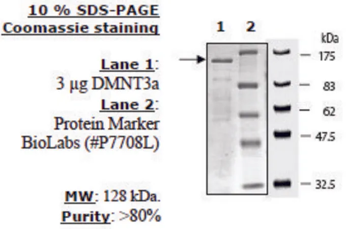 Sigma-Aldrich DNMT3a Active human,重组体,在杆状病毒感染的昆虫细胞中表达
