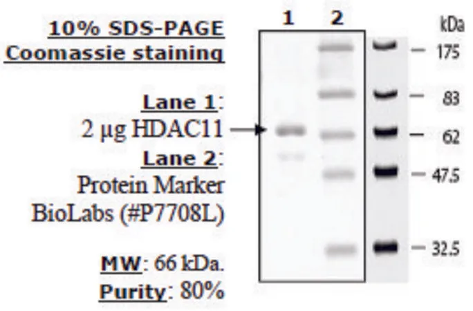 Sigma-Aldrich HDAC-11 human，重组，在杆状病毒感染的昆虫细胞中表达，≥10%（SDS-PAGE）