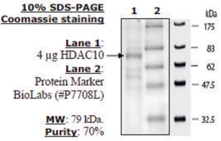 Sigma-Aldrich HDAC-10 human,重组,在杆状病毒感染的昆虫细胞中表达,≥10%(SDS-PAGE)