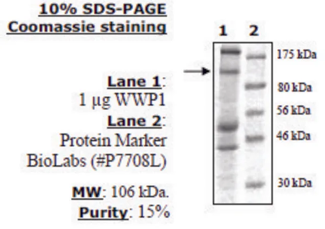 Sigma-Aldrich WWP1 Active human,重组,在杆状病毒感染的昆虫细胞中表达,≥15%(SDS-PAGE)