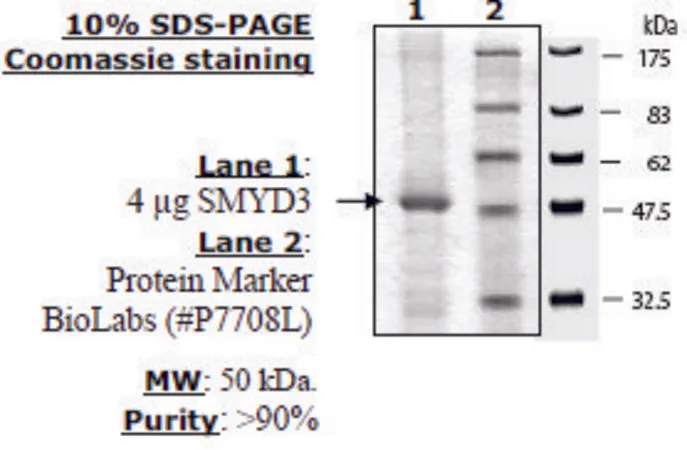 Sigma-Aldrich SMYD3 (full length) Active human,重组,在杆状病毒感染的昆虫细胞中表达,≥50%(SDS-PAGE)