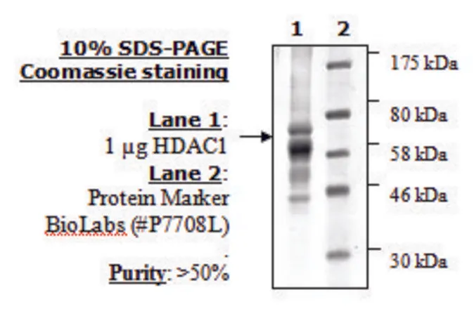 Sigma-Aldrich HDAC-1 human,重组,在杆状病毒感染的昆虫细胞中表达,≥50%(SDS-PAGE)
