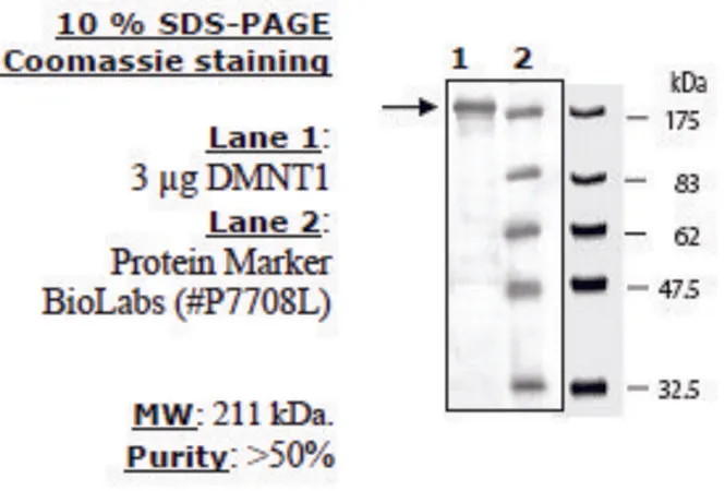 Sigma-Aldrich DNMT1 Active human,重组,在杆状病毒感染的昆虫细胞中表达,≥50%(SDS-PAGE)