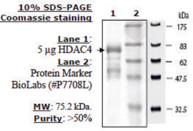 Sigma-Aldrich HDAC-4 human,重组,在杆状病毒感染的昆虫细胞中表达,≥50%(SDS-PAGE)