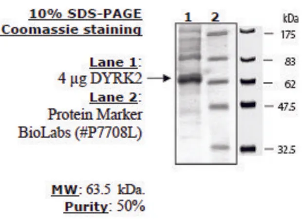 Sigma-Aldrich DYRK2 Active human,重组,在杆状病毒感染的昆虫细胞中表达,≥50%(SDS-PAGE)