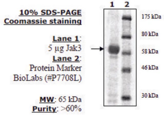 Sigma-Aldrich Jak3 Active human,重组体,在杆状病毒感染的昆虫细胞中表达,≥60%(SDS-PAGE)