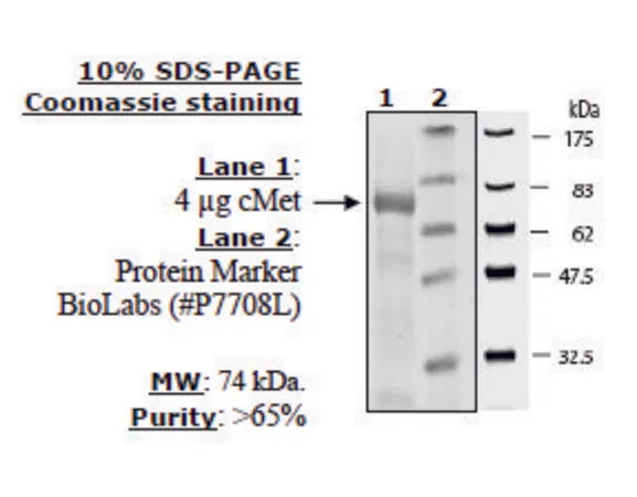 Sigma-Aldrich cMet Active human,重组体,在杆状病毒感染的昆虫细胞中表达,≥60%(SDS-PAGE)