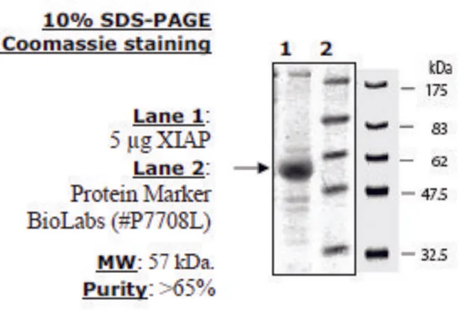 Sigma-Aldrich XIAP Active human，重组，在杆状病毒感染的昆虫细胞中表达，≥65%（SDS-PAGE）