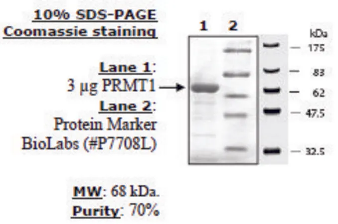 Sigma-Aldrich PRMT1 Active human,重组,在杆状病毒感染的昆虫细胞中表达,≥70%(SDS-PAGE)